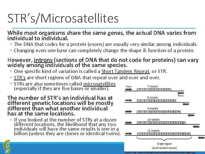 STR’s/Microsatellites While most organisms share the same genes, the actual DNA varies from individual