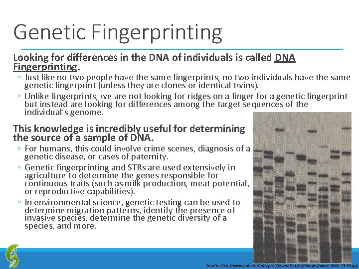 Genetic Fingerprinting Looking for differences in the DNA of individuals is called DNA Fingerprinting.