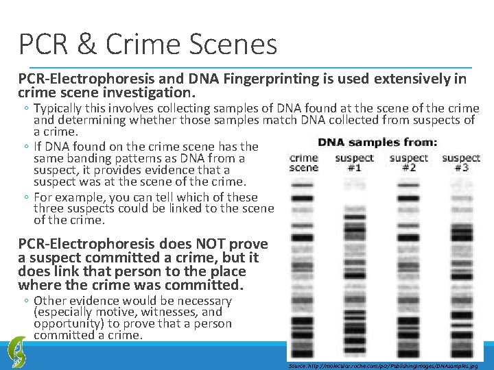 PCR & Crime Scenes PCR-Electrophoresis and DNA Fingerprinting is used extensively in crime scene