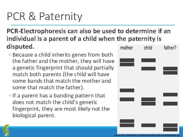 PCR & Paternity PCR-Electrophoresis can also be used to determine if an individual is