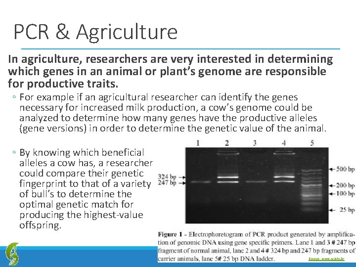 PCR & Agriculture In agriculture, researchers are very interested in determining which genes in