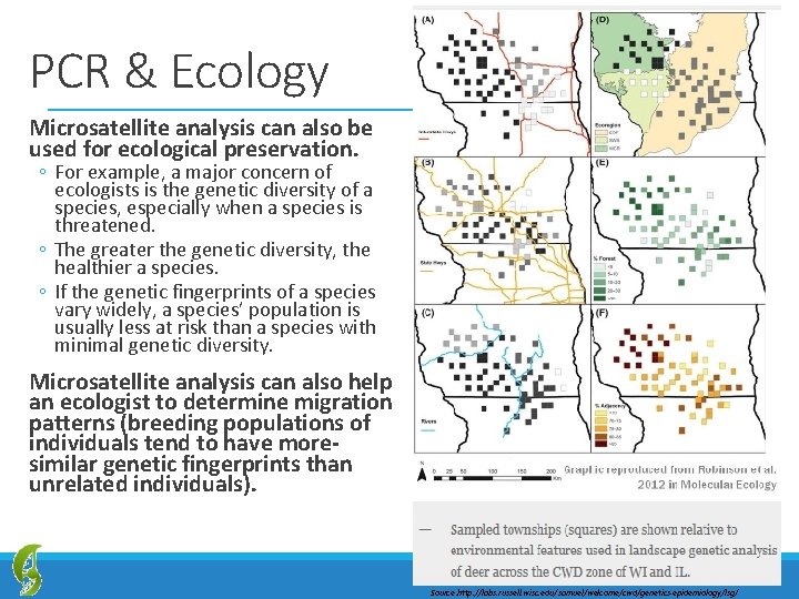 PCR & Ecology Microsatellite analysis can also be used for ecological preservation. ◦ For