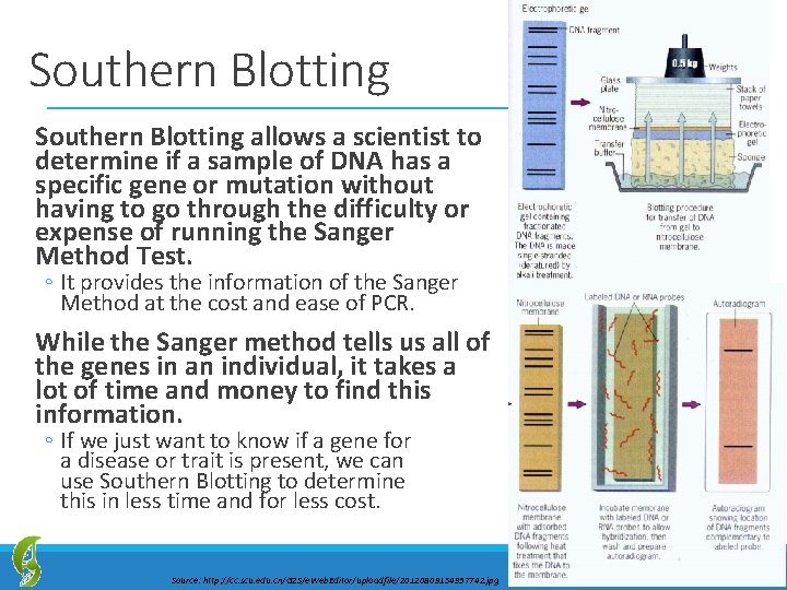 Southern Blotting allows a scientist to determine if a sample of DNA has a