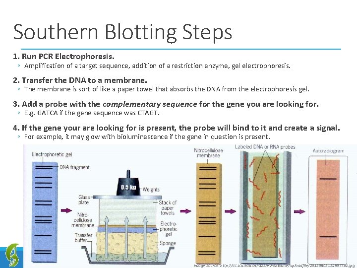 Southern Blotting Steps 1. Run PCR Electrophoresis. ◦ Amplification of a target sequence, addition