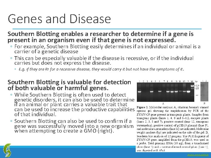 Genes and Disease Southern Blotting enables a researcher to determine if a gene is