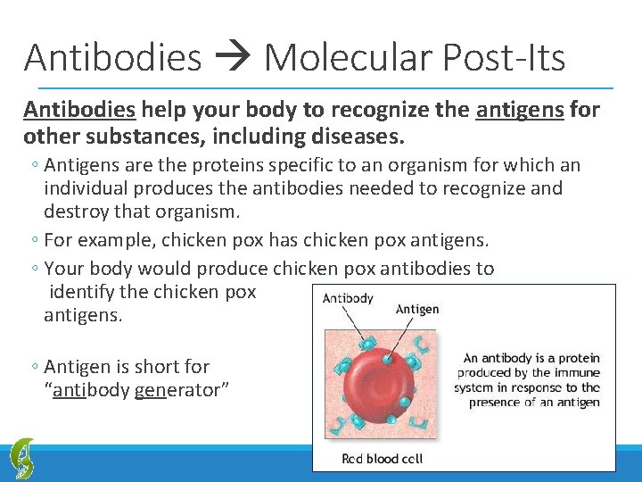 Antibodies Molecular Post-Its Antibodies help your body to recognize the antigens for other substances,