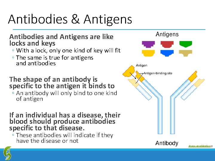 Antibodies & Antigens Antibodies and Antigens are like locks and keys ◦ With a