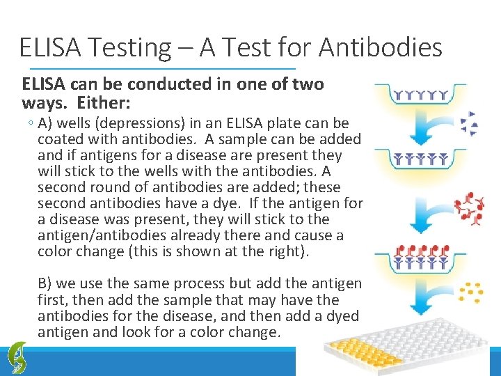 ELISA Testing – A Test for Antibodies ELISA can be conducted in one of