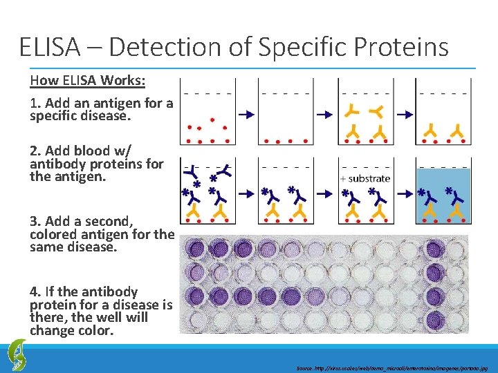 ELISA – Detection of Specific Proteins How ELISA Works: 1. Add an antigen for