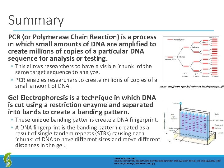 Summary PCR (or Polymerase Chain Reaction) is a process in which small amounts of