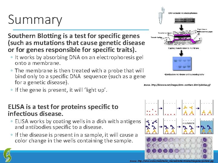 Summary Southern Blotting is a test for specific genes (such as mutations that cause