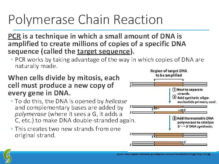 Polymerase Chain Reaction PCR is a technique in which a small amount of DNA