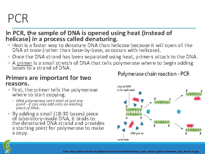 PCR In PCR, the sample of DNA is opened using heat (instead of helicase)