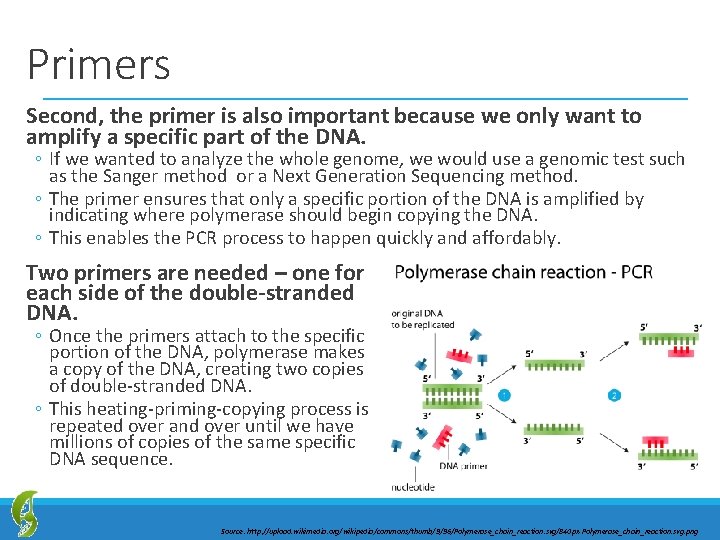 Primers Second, the primer is also important because we only want to amplify a