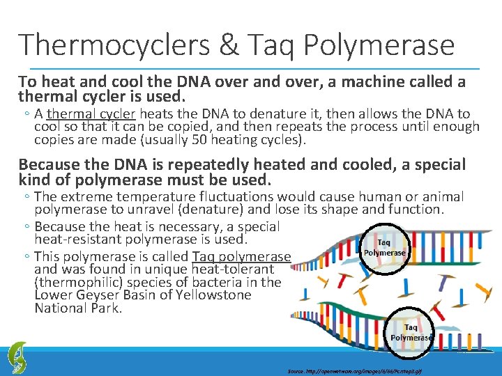 Thermocyclers & Taq Polymerase To heat and cool the DNA over and over, a