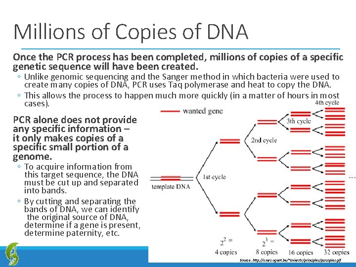 Millions of Copies of DNA Once the PCR process has been completed, millions of