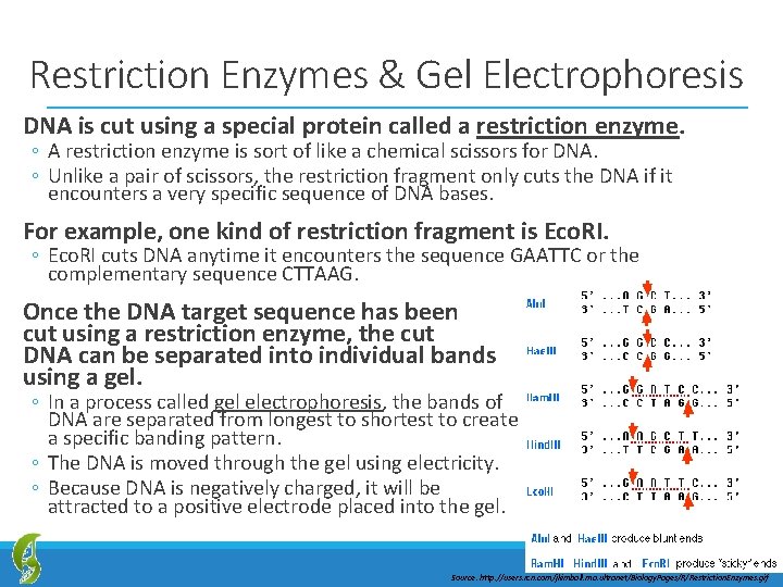 Restriction Enzymes & Gel Electrophoresis DNA is cut using a special protein called a