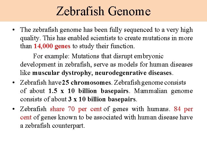 Zebrafish Genome • The zebrafish genome has been fully sequenced to a very high