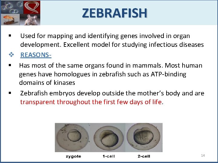  ZEBRAFISH Used for mapping and identifying genes involved in organ development. Excellent model