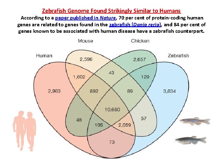 Zebrafish Genome Found Strikingly Similar to Humans According to a paper published in Nature,