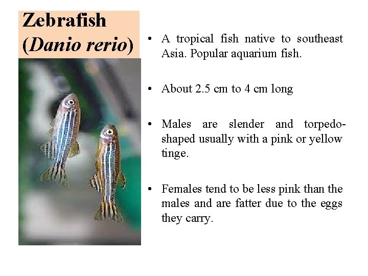 Zebrafish (Danio rerio) • A tropical fish native to southeast Asia. Popular aquarium fish.