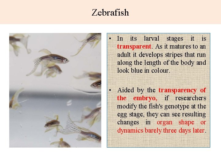 Zebrafish • In its larval stages it is transparent. As it matures to an