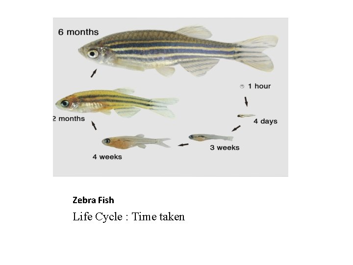 Zebra Fish Life Cycle : Time taken 