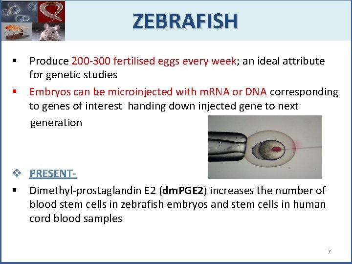  ZEBRAFISH Produce 200 -300 fertilised eggs every week; an ideal attribute for genetic