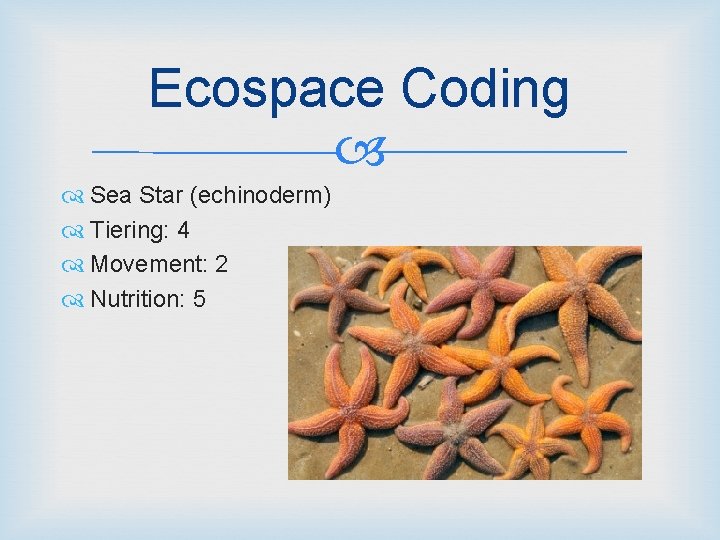 Ecospace Coding Sea Star (echinoderm) Tiering: 4 Movement: 2 Nutrition: 5 
