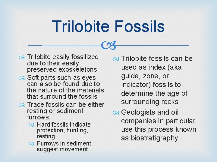 Trilobite Fossils Trilobite easily fossilized Trilobite fossils can be due to their easily used