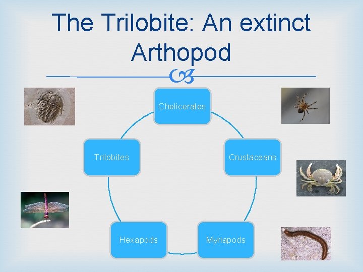 The Trilobite: An extinct Arthopod Chelicerates Trilobites Hexapods Crustaceans Myriapods 