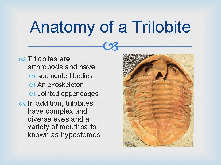 Anatomy of a Trilobites are arthropods and have segmented bodies, An exoskeleton Jointed appendages