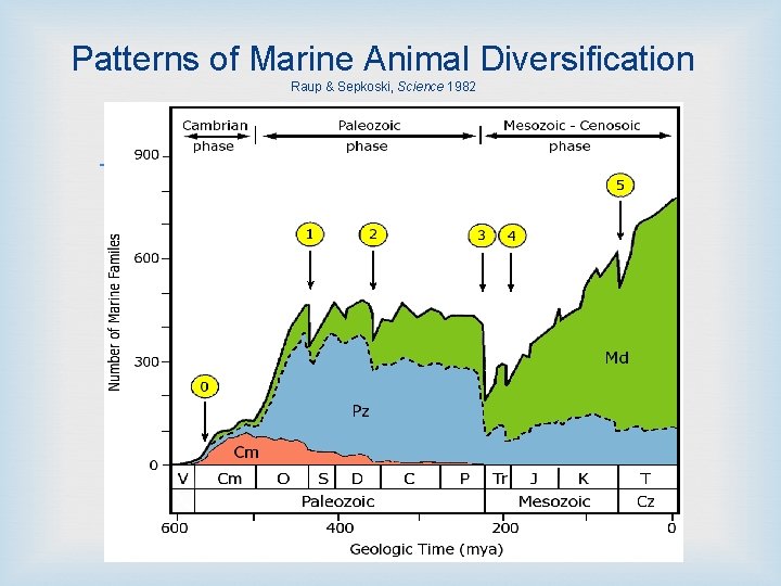 Patterns of Marine Animal Diversification Raup & Sepkoski, Science 1982 
