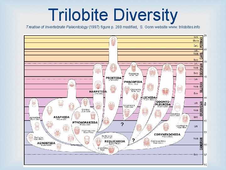 Trilobite Diversity Treatise of Invertebrate Paleontology (1997) figure p. 269 modified, S. Gonn website