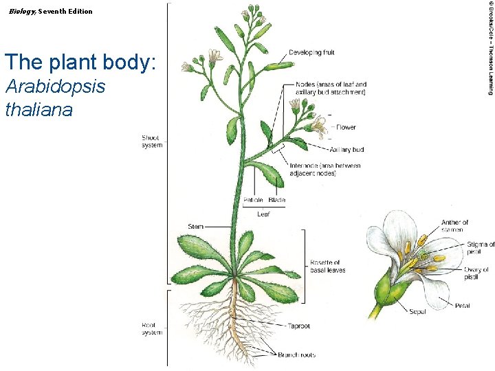 Biology, Seventh Edition CHAPTER 31 Plant Structure, Growth, and Differentiation The plant body: Arabidopsis