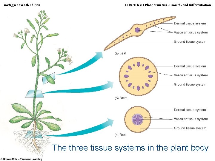 Biology, Seventh Edition CHAPTER 31 Plant Structure, Growth, and Differentiation The three tissue systems