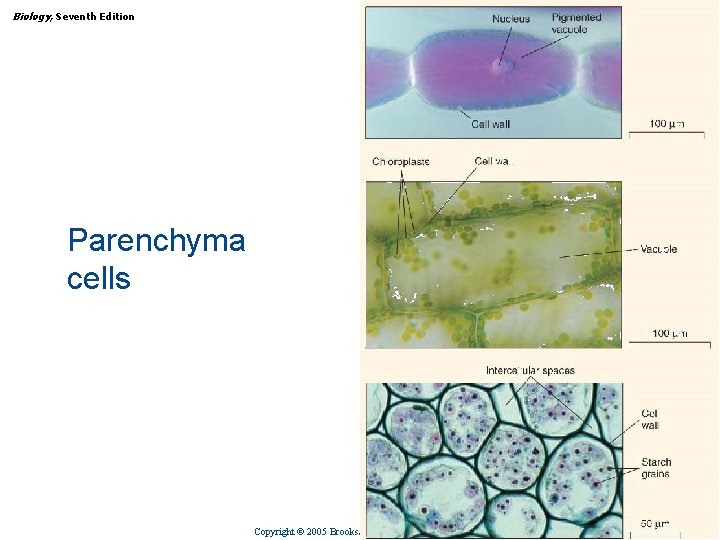 Biology, Seventh Edition CHAPTER 31 Plant Structure, Growth, and Differentiation Parenchyma cells Copyright ©