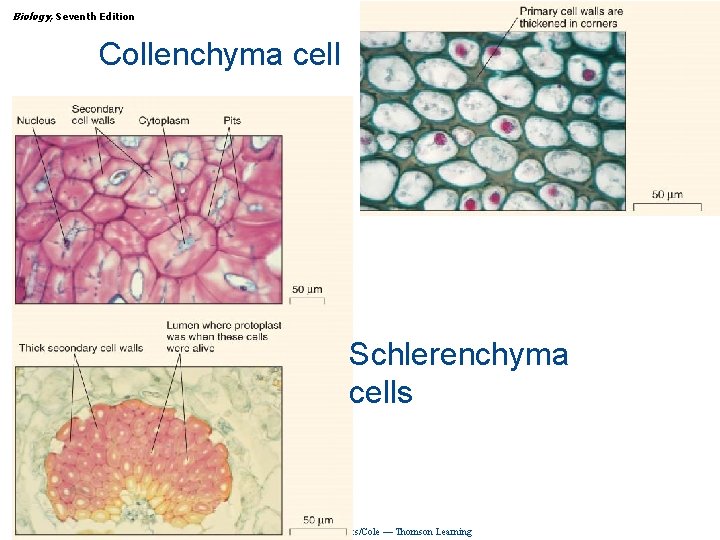 Biology, Seventh Edition CHAPTER 31 Plant Structure, Growth, and Differentiation Collenchyma cell Schlerenchyma cells