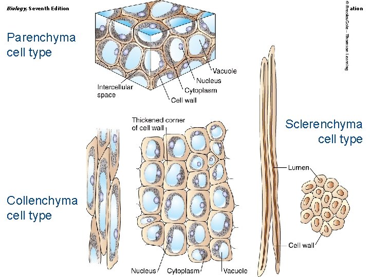 Biology, Seventh Edition CHAPTER 31 Plant Structure, Growth, and Differentiation Parenchyma cell type Sclerenchyma