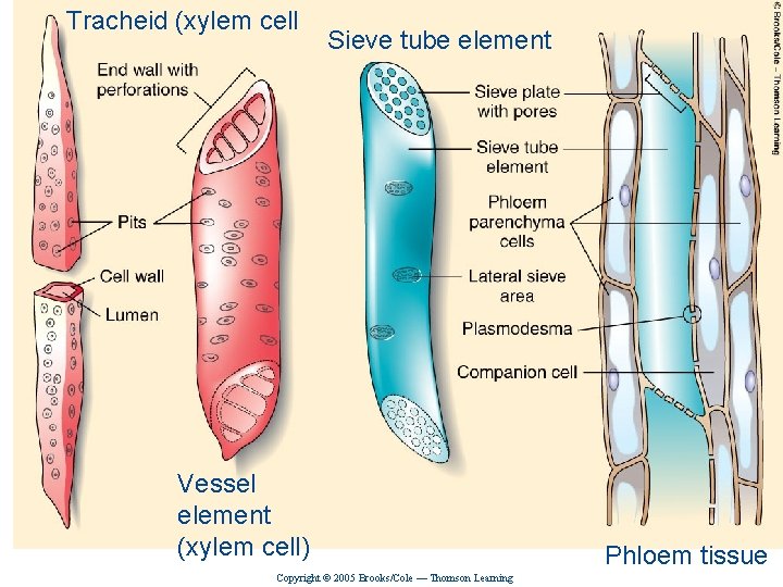 Tracheid (xylem cell Biology, Seventh Edition CHAPTER 31 Plant Structure, Growth, and Differentiation Sieve