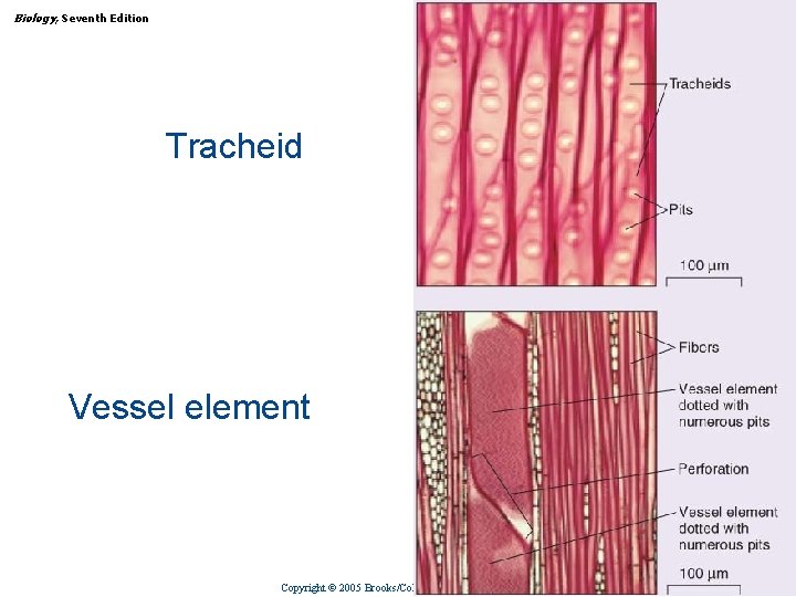 Biology, Seventh Edition CHAPTER 31 Plant Structure, Growth, and Differentiation Tracheid Vessel element Copyright