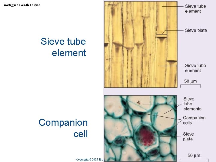 Biology, Seventh Edition CHAPTER 31 Plant Structure, Growth, and Differentiation Sieve tube element Companion