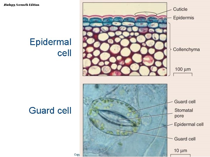 Biology, Seventh Edition CHAPTER 31 Plant Structure, Growth, and Differentiation Epidermal cell Guard cell