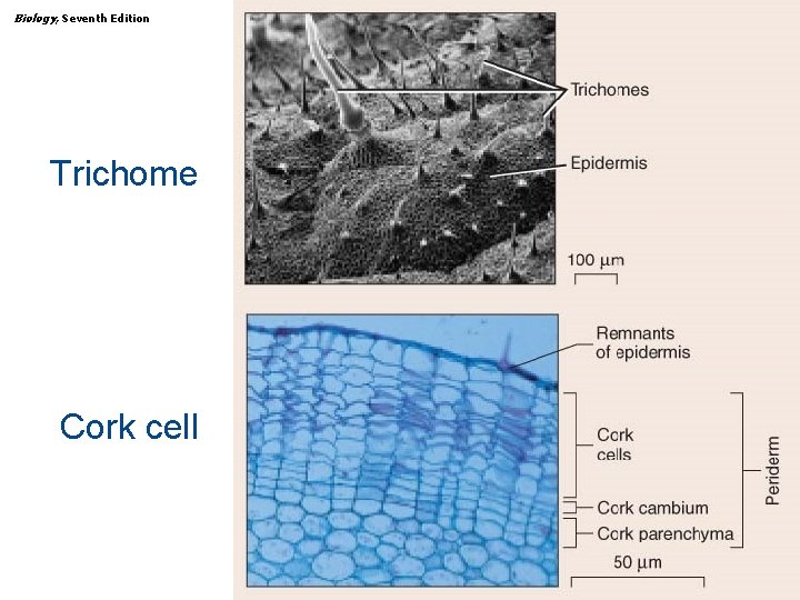 Biology, Seventh Edition CHAPTER 31 Plant Structure, Growth, and Differentiation Trichome Cork cell Copyright