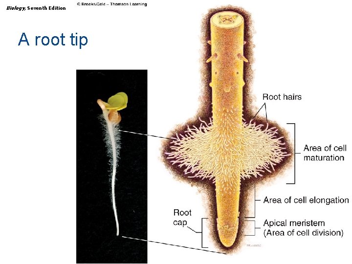 Biology, Seventh Edition CHAPTER 31 Plant Structure, Growth, and Differentiation A root tip Copyright