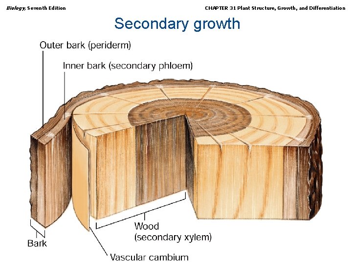 Biology, Seventh Edition CHAPTER 31 Plant Structure, Growth, and Differentiation Secondary growth Copyright ©