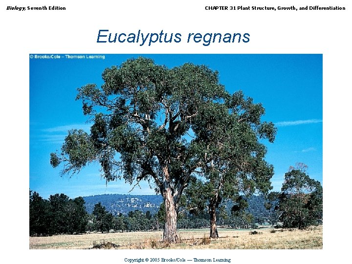 Biology, Seventh Edition CHAPTER 31 Plant Structure, Growth, and Differentiation Eucalyptus regnans Copyright ©