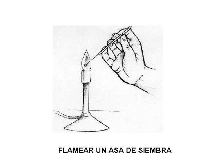 FLAMEAR UN ASA DE SIEMBRA 