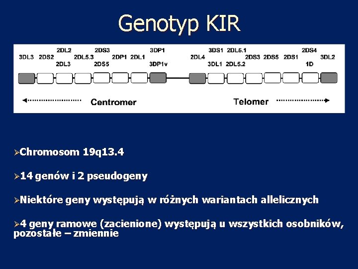 Genotyp KIR ØChromosom Ø 14 genów i 2 pseudogeny ØNiektóre Ø 4 19 q