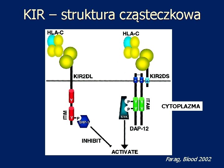 KIR – struktura cząsteczkowa CYTOPLAZMA Farag, Blood 2002 